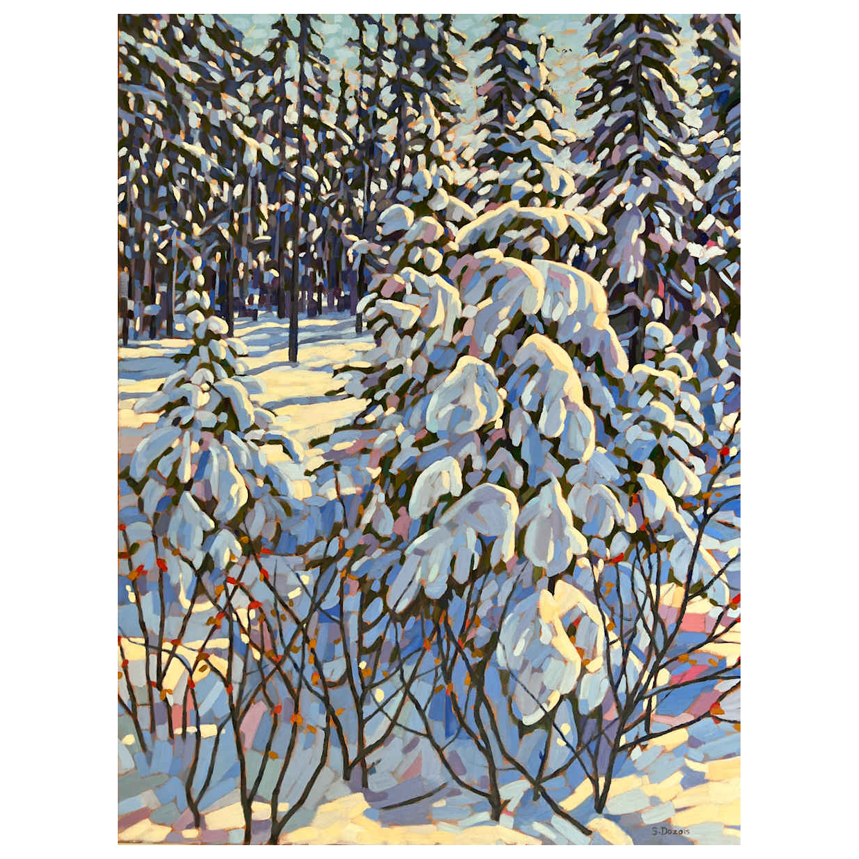 Snow Covered Spruce