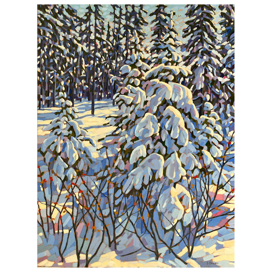 Snow Covered Spruce
