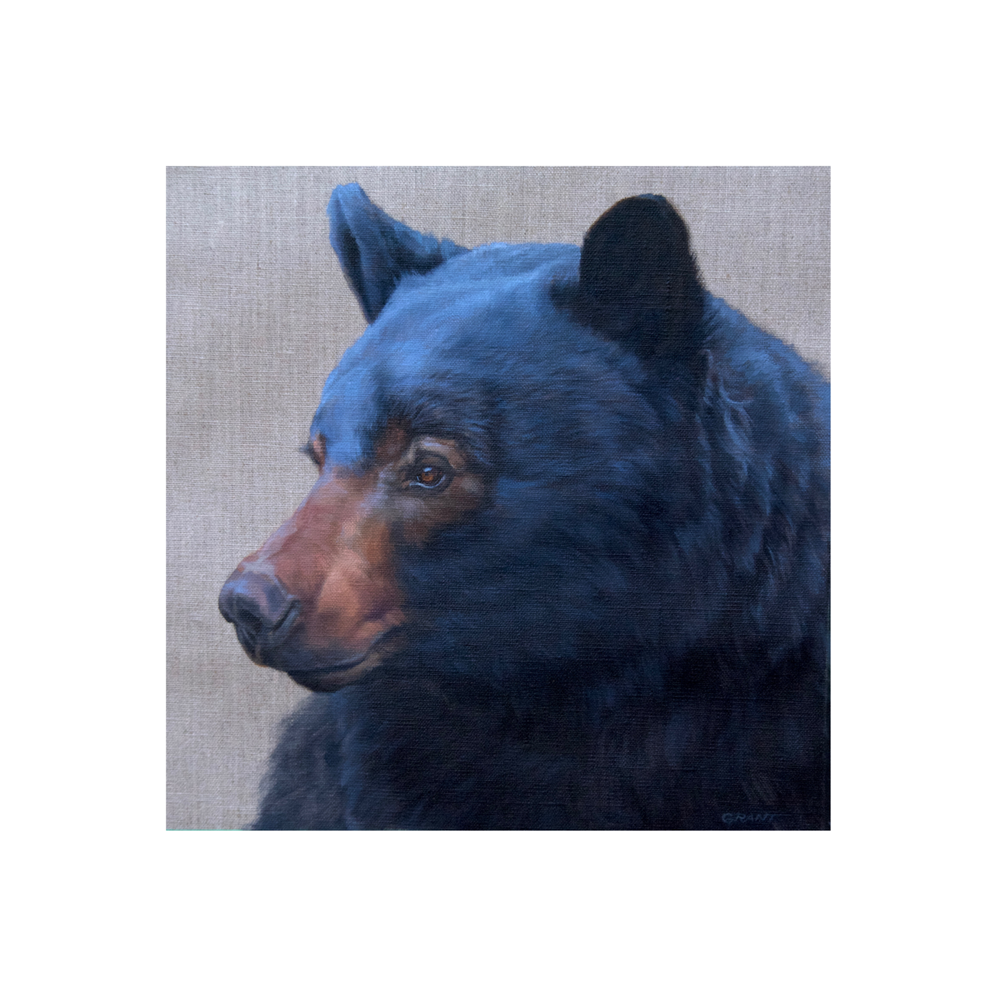 Black Bear