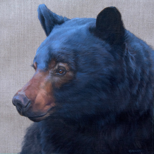 Black Bear